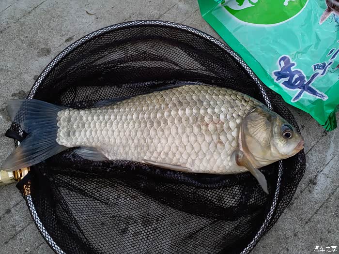 两斤多的大鲫鱼
