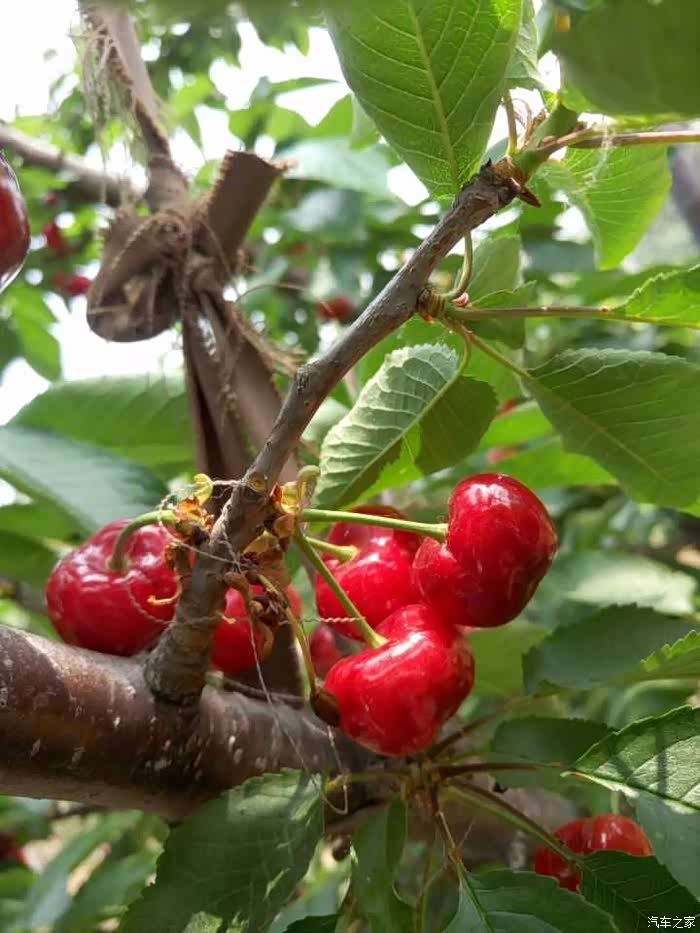 帝豪gs领你探访我故乡的樱桃节厉家寨的魅力