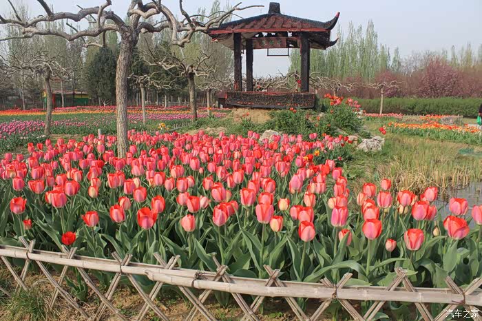 赏花游玩好去处,顺义国际鲜花港!