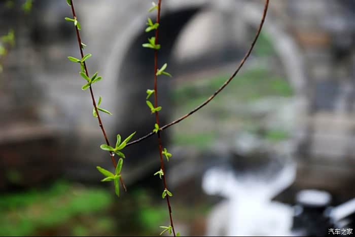 初春雨蒙蒙,爱妻爱车齐登场