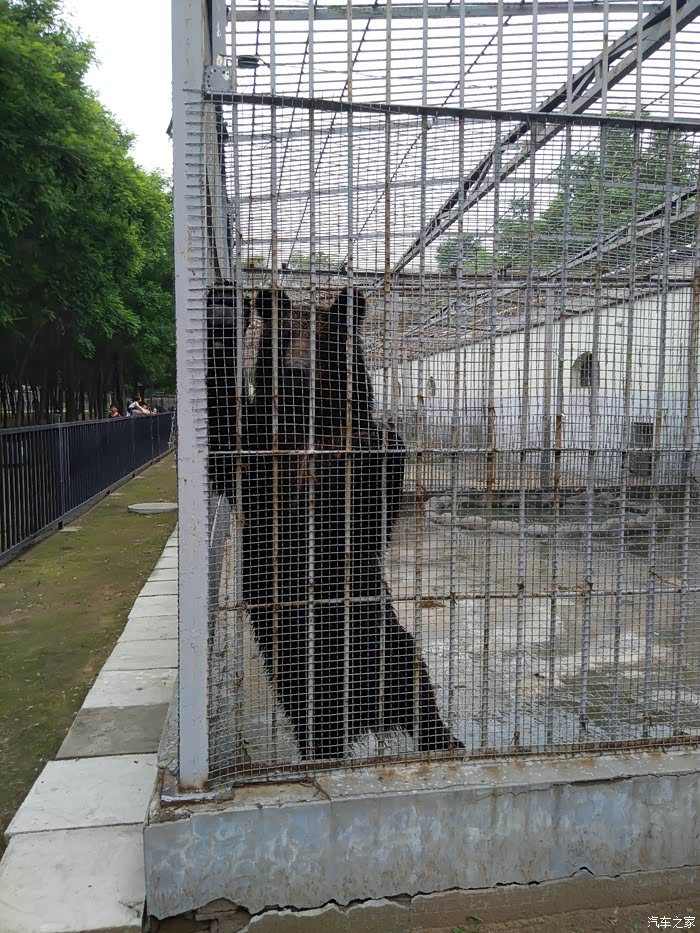 悠哉游玩邢台动物园看狗熊跳舞