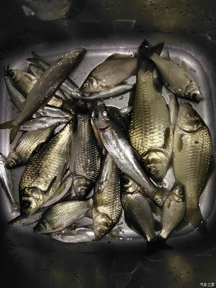【图】黄金大板鲫_钓鱼论坛_汽车之家论坛