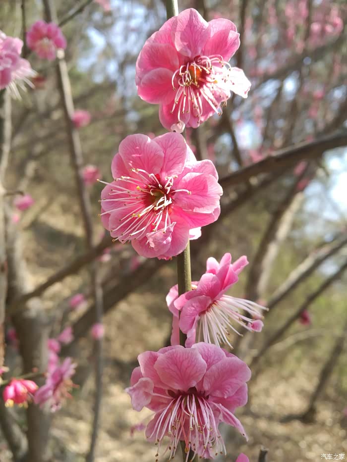 清明假期青岛看梅花