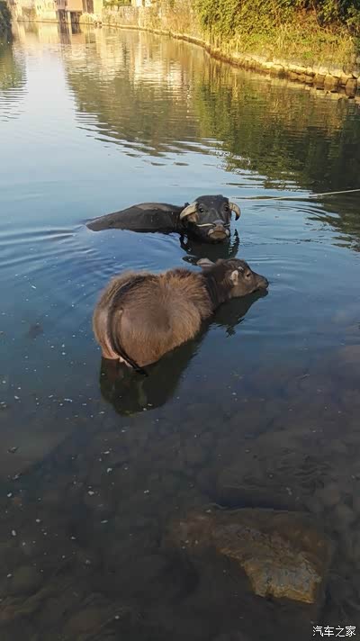 水牛戏水