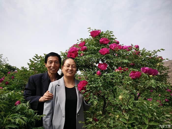 国色天香牡丹花夫妻恩爱在花