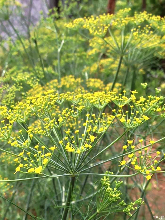 马尾西!一种香料.