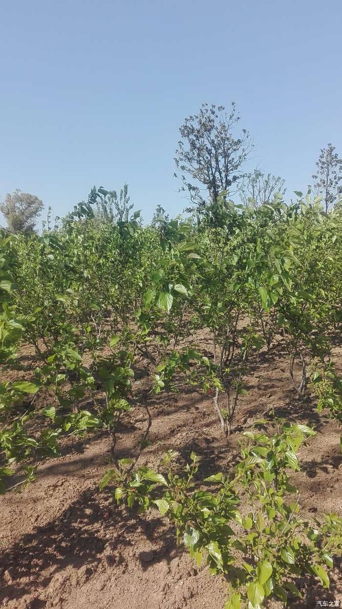 刚栽的桑蚕树