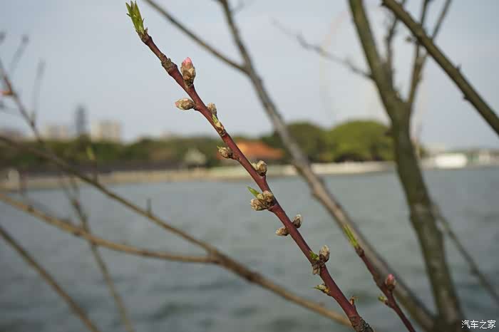 【无锡cs75车友会】四月芳菲游蠡园赏桃花