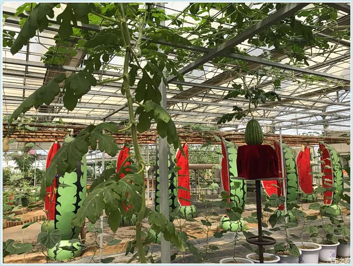 看到西瓜吧.架子的.