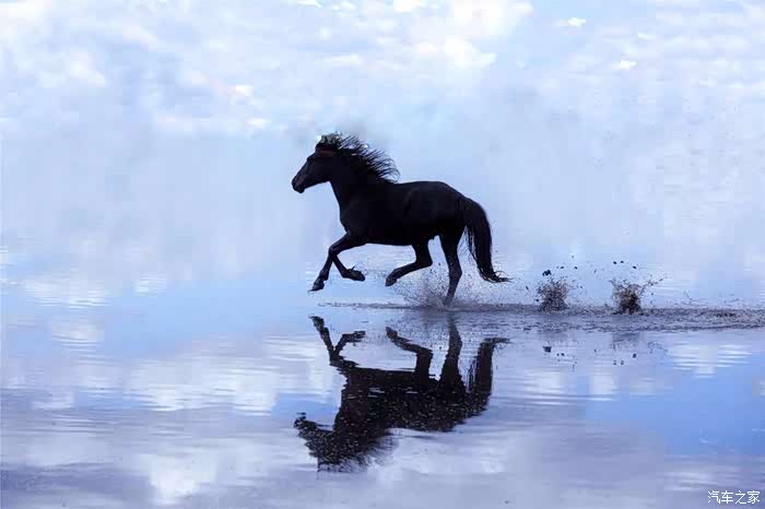 骏马飞驰,宛如徐悲鸿先生大作