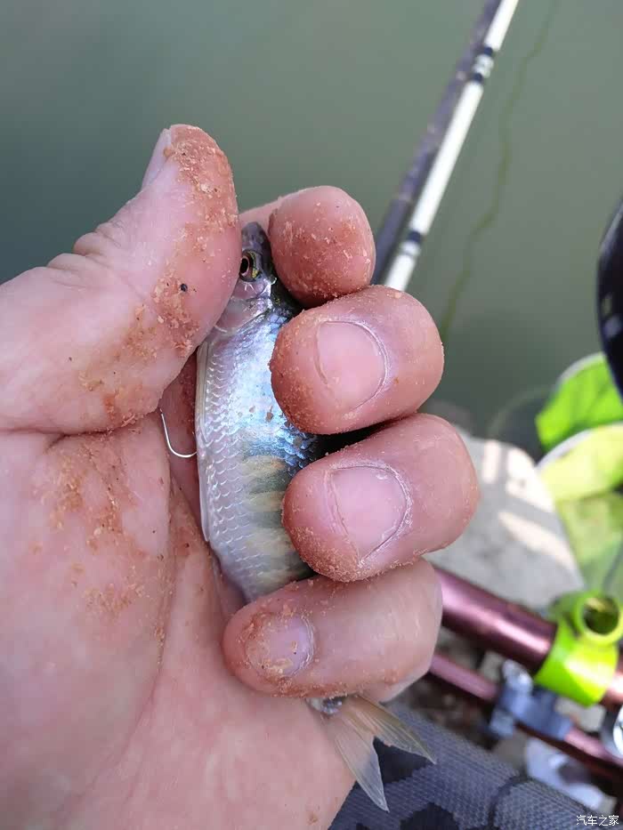 【图】再钓黄龙带,终获水库鱼_钓鱼论坛_汽车之家论坛