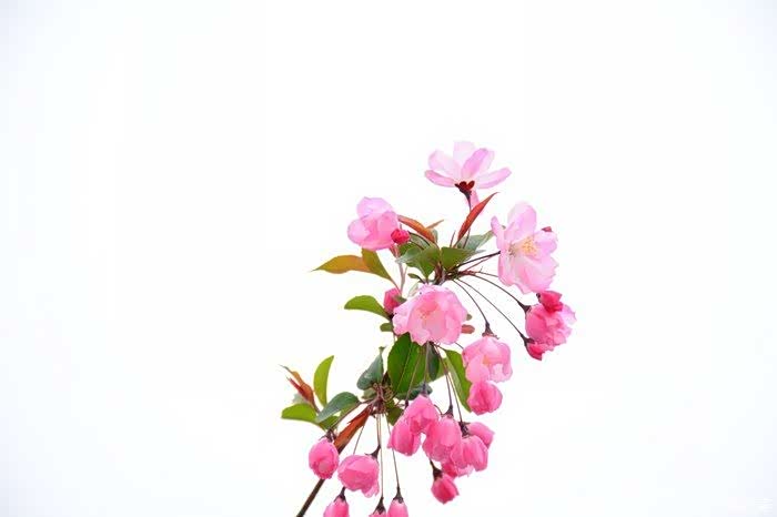 一枝海棠压x6花美车靓