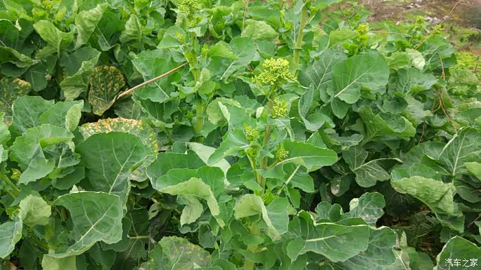 油菜藤好饱满,这个拿来炒腊肉特别好吃.