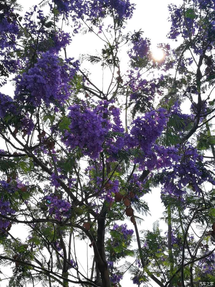 5.1前夕四川西昌蓝花楹鉴赏