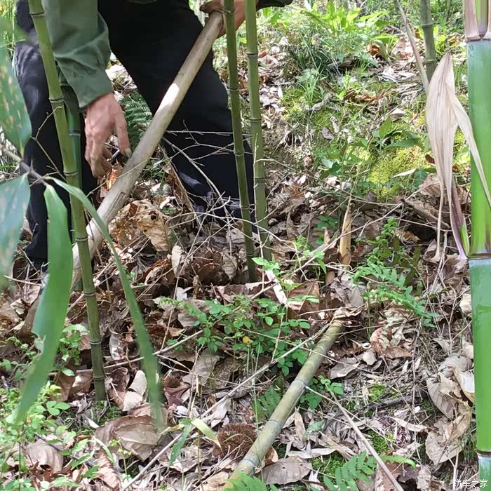 象牙笋,还是挺多,后面也逐步放弃了挖毛笋,改挖象牙笋.