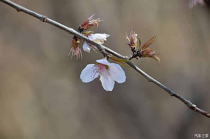 花谢花飞飞满天凋零的桃花