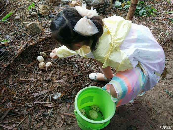 捡鸭蛋,这对城市生活的孩子倒是个新鲜事.