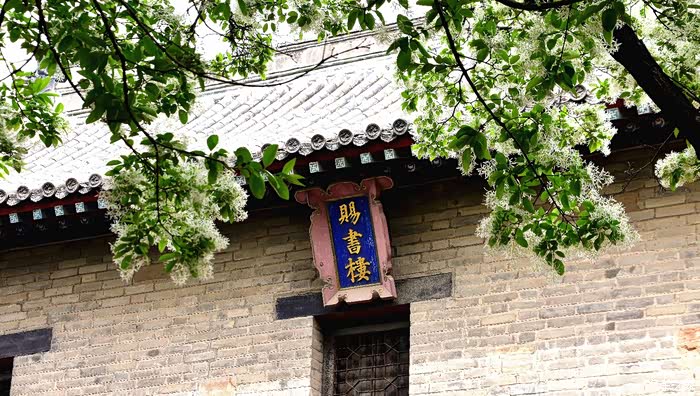 【春暖花开】游孟府,看"四月雪"流苏花开