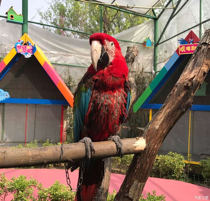 带妞妞神州鸟园看鸟喽