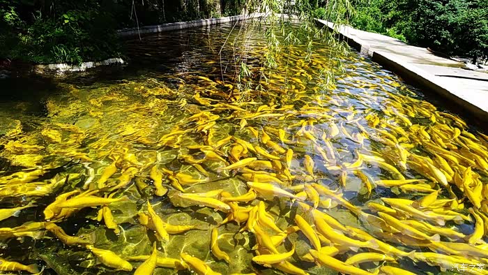 母亲节特辑儿子带老妈乐游秦岭大峪莲花山庄