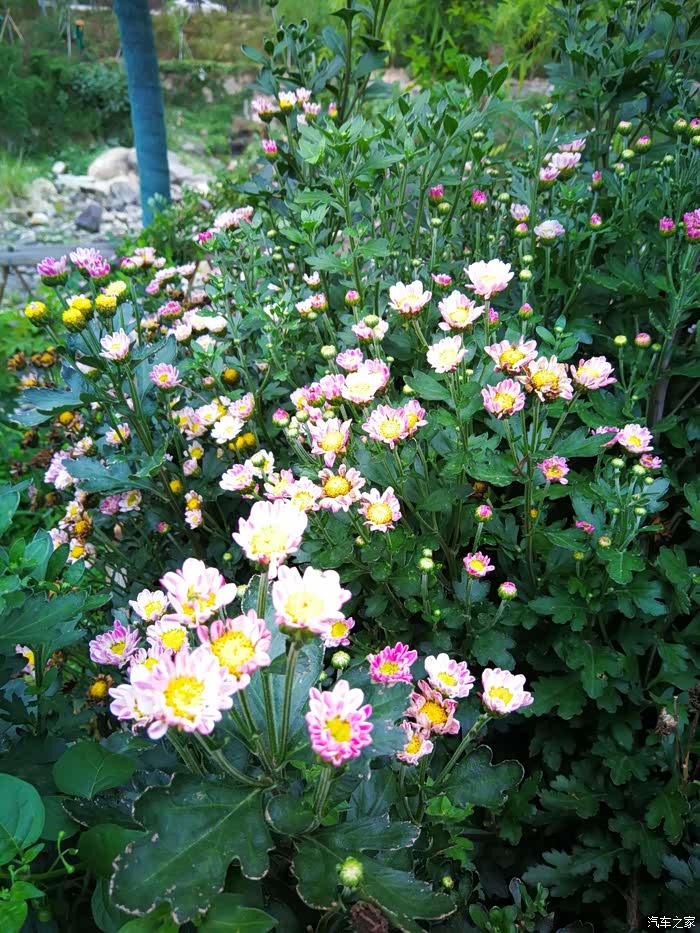 漫步乡间,时芳草鲜美