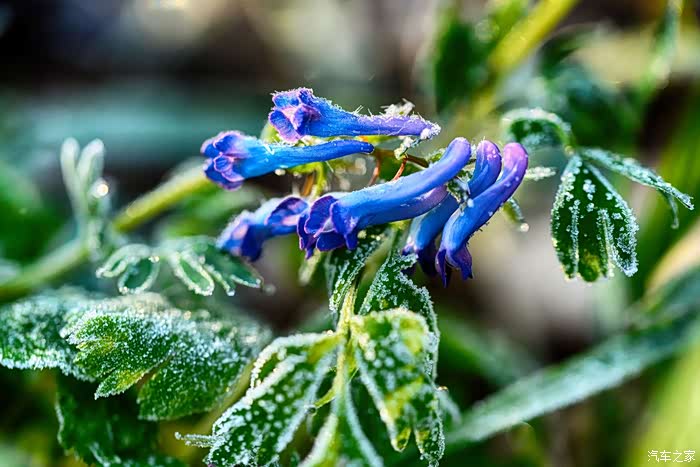 科普:紫堇,别名楚葵,蜀堇,苔菜,水卜菜等.
