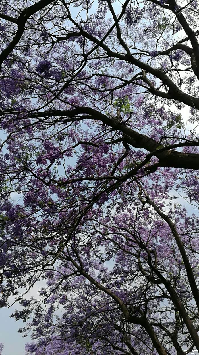 四川西昌蓝花楹欣赏