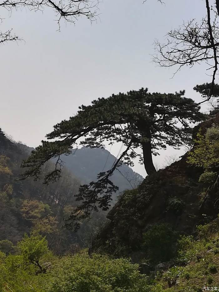 泰山迎客松,也称泰山望人松