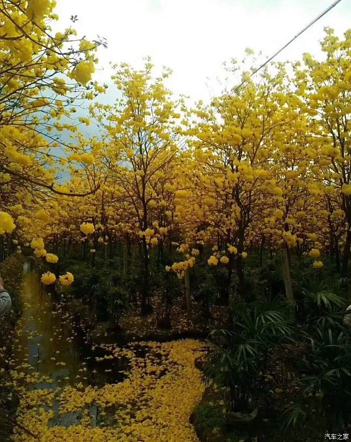 開天籟去廣州赤坭欣賞黃風鈴花