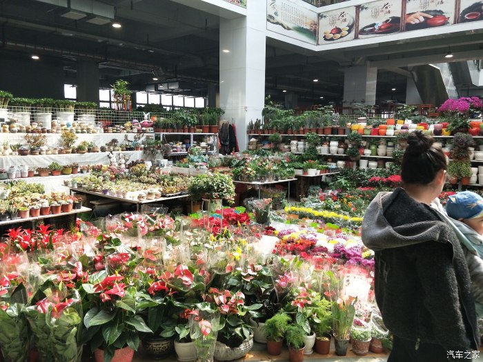 大连开发区花卉市场图片