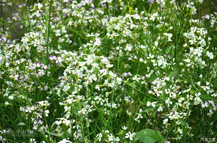 清明自驾1000里康南宁强随意游