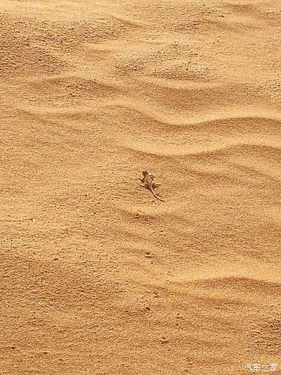 漠中壁虎足迹这样