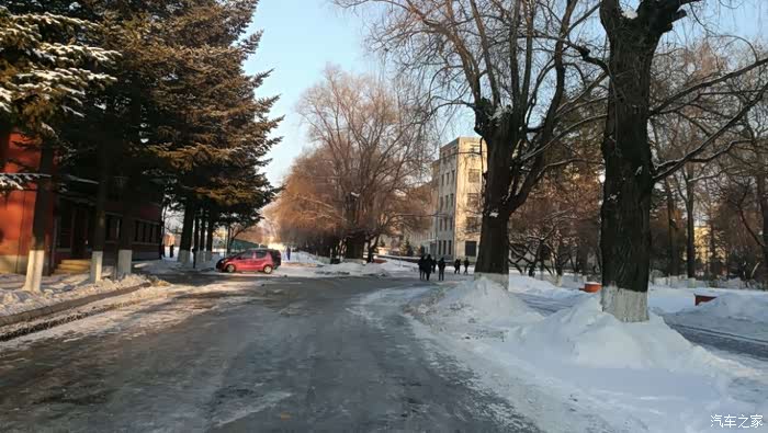 校园里都是松林