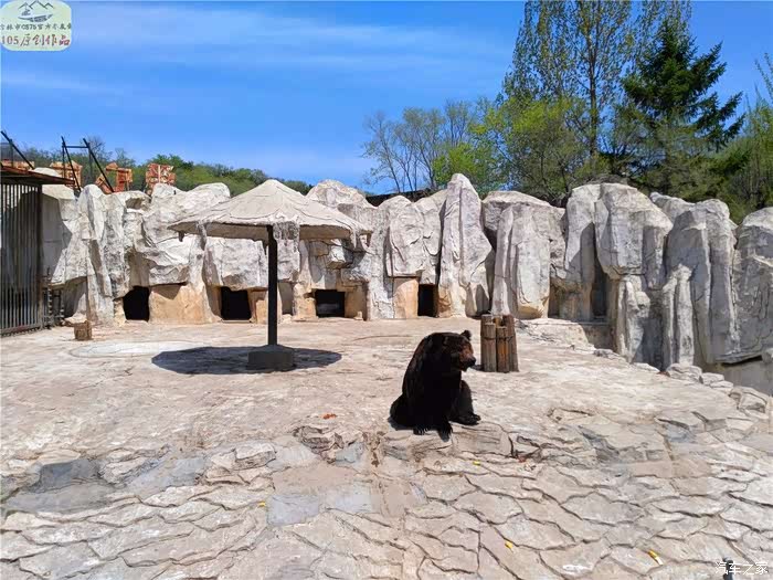 【吉林市cs75车友会】 车友自驾游野生森林动物园