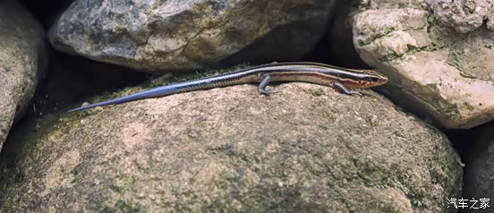 蓝尾石龙子,在台湾又名丽纹石龙子.是属于石龙子科的一个物种.
