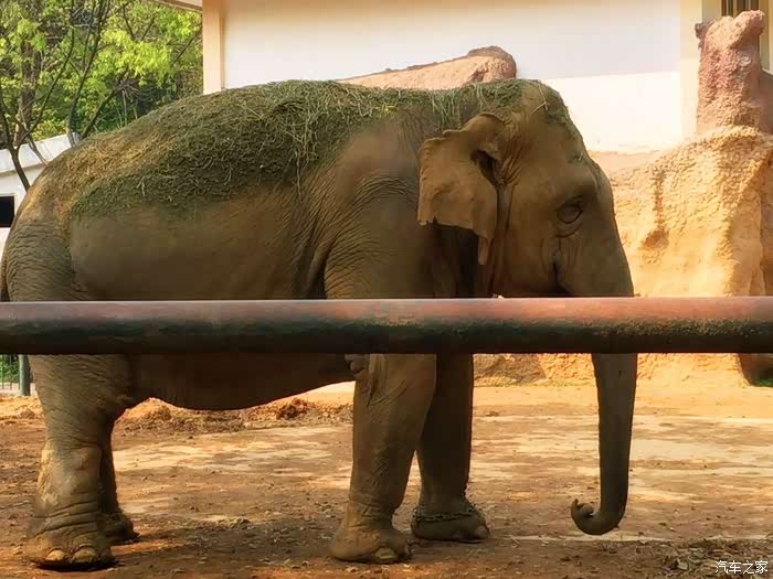 憨厚可掬大象伯伯