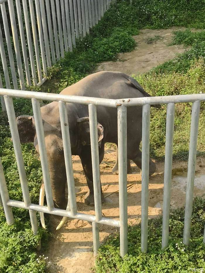 2018年廣西南寧動物園一日遊之大象篇