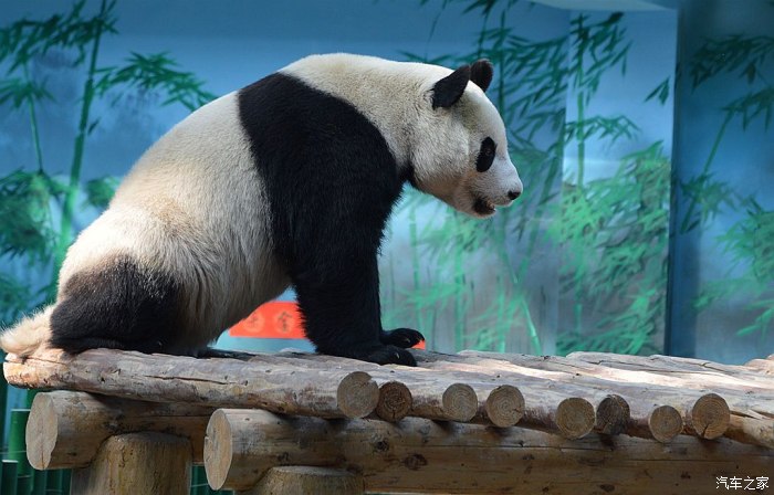 滕州动物园大熊猫图片