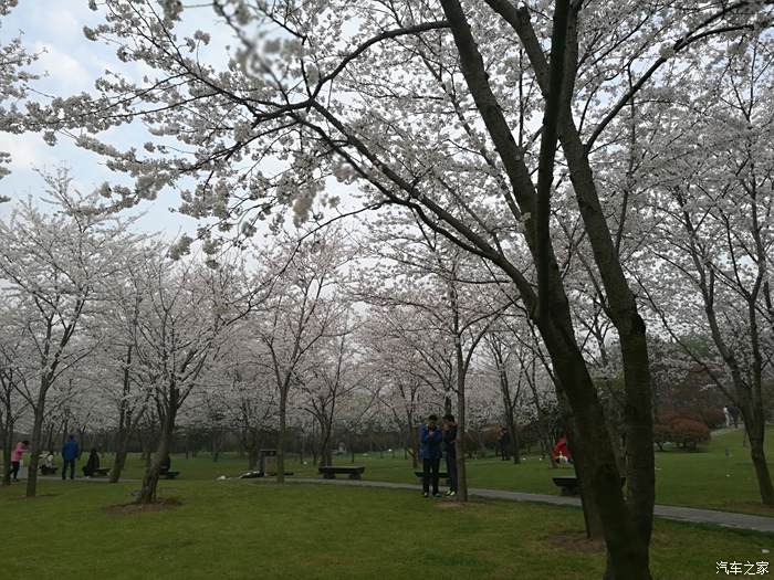 家門口看櫻花——無錫金匱公園