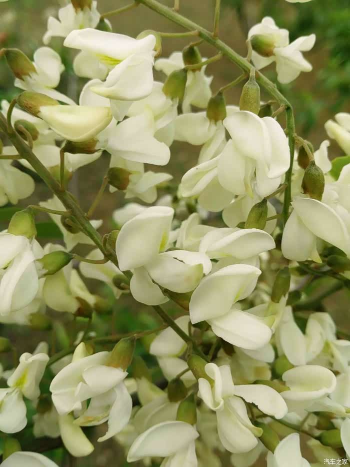 【济南帝豪gs车友会】鹤伴山森林公园自驾游 采摘槐花向快乐出发