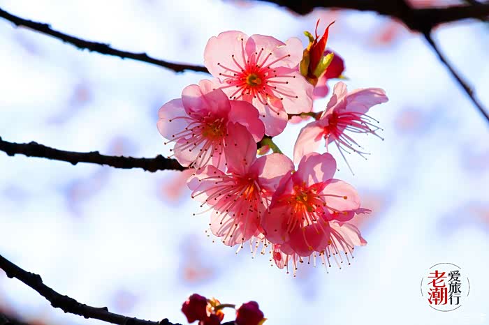 【老潮爱旅行】万木争春草长莺飞,恰是樱花盛开时!