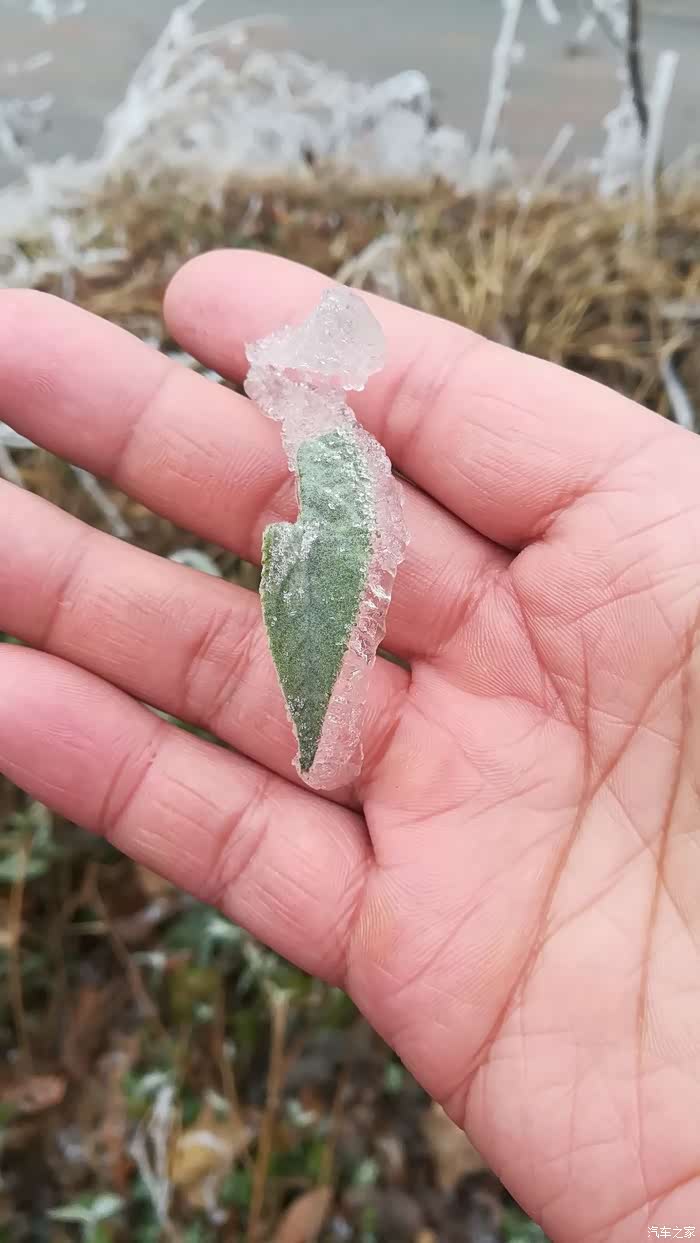 冰叶,撕开叶子就是叶子一样的冰片,好玩.