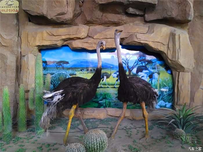 【吉林市cs75车友会】 车友自驾游野生森林动物园