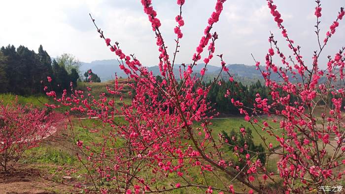 陪家人看桃花賞美景!