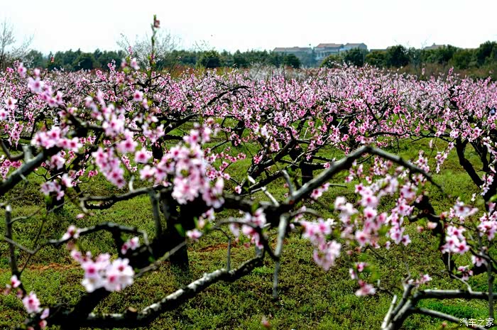 桃花夭夭灼灼其华孝感杨店十里桃林赏桃花