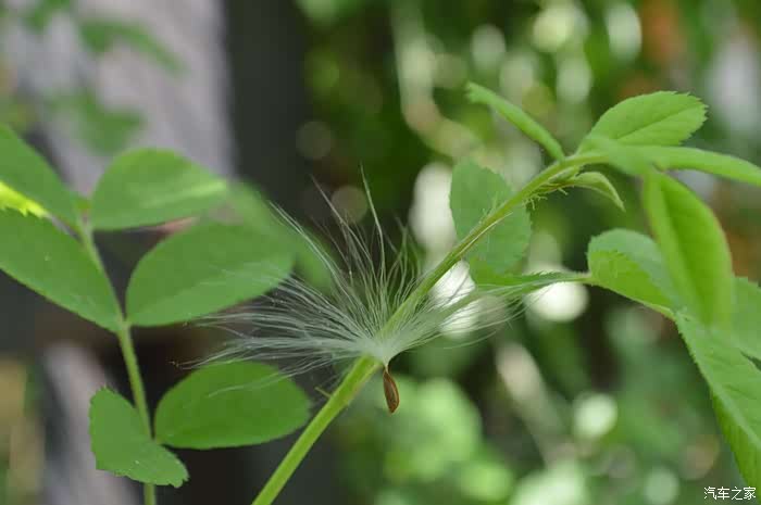 鹅绒藤的种子,在蔷薇上