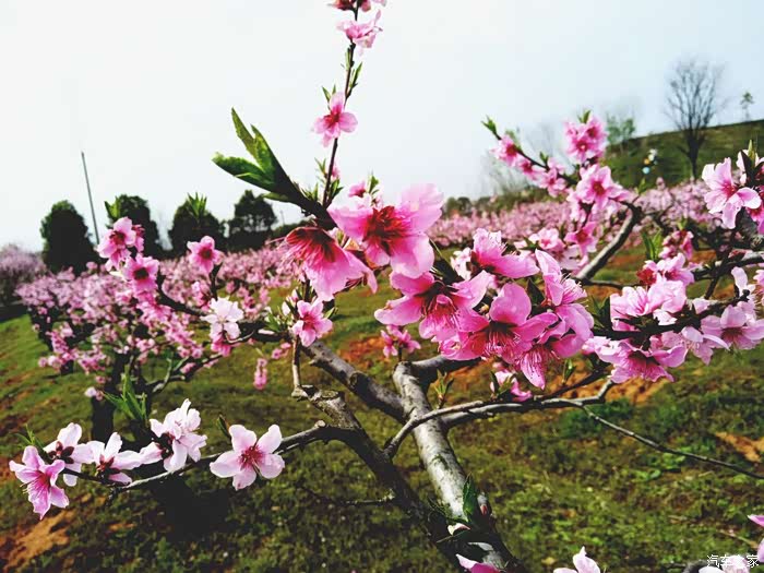 桃花夭夭灼灼其华孝感杨店十里桃林赏桃花