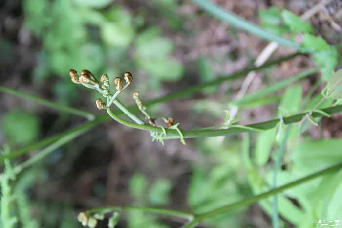 清明节回家挂青-探寻春天的花红树绿
