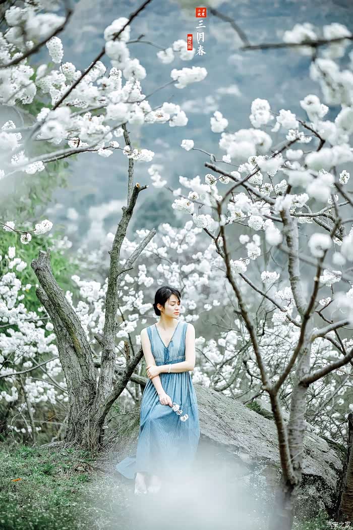 【小刀人像作品】三月春 . 樱花雨