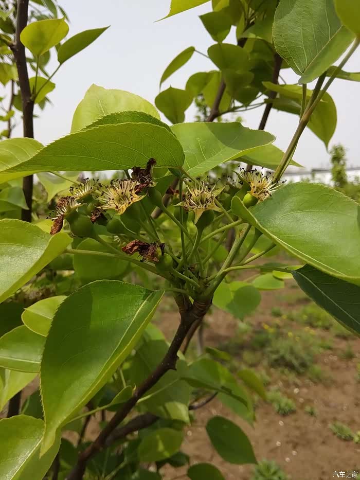 梨花都已经掉了,只留绿色的小果实,等待秋收
